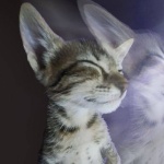 kiruxacc member profile picture
