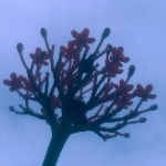 Herodes member profile picture