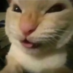 Artyleht member profile picture