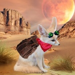 Xop1111 member profile picture
