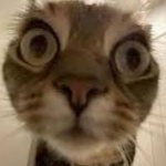 karma_mortadela