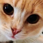 krissyrachele80 member profile picture