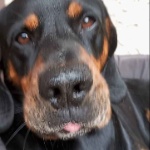 Wolf_X321 member profile picture