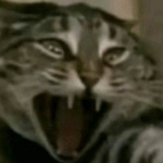 Tiny_Breadnought member profile picture