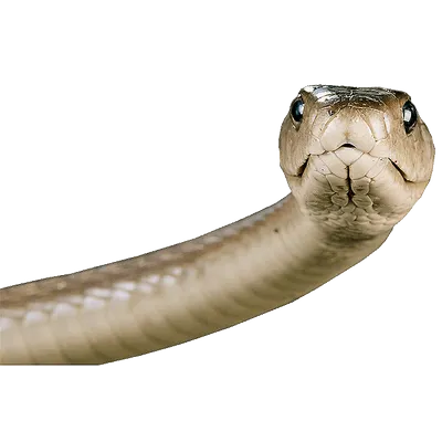 A Serpent's Grave