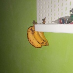 HangingBananas member profile picture