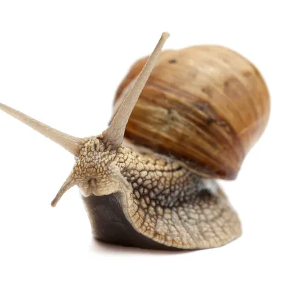 SnailSMP
