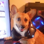 TheCorgi