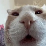 CobbletYT member profile picture