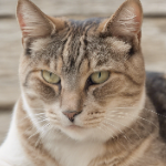 idkwhattoputlol member profile picture