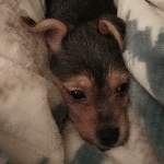 RealPumbaMyLove member profile picture
