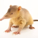 RoseTheSolenodon