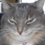 bigblueghost member profile picture