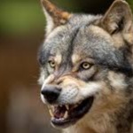 Littlewolf_guy