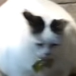 Pringlefan member profile picture