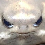 froggy_fae member profile picture