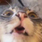 Markflakez member profile picture