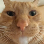 agooose member profile picture