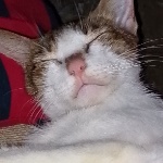 kenzysheesh member profile picture