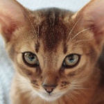 cat_lover2012 member profile picture