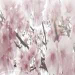 Starlight3297 member profile picture