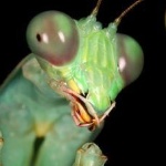 glumblii member profile picture