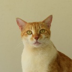 nibbonbon member profile picture