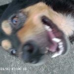 BiwTankop member profile picture