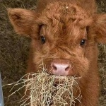 daisynlodge member profile picture