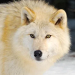 EntropicWolf member profile picture