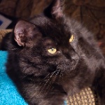 TheREALSiennahLea member profile picture
