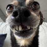 CHOWMEISTA_YTT