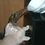 user_xbivpsfd5ba50sqe member profile picture