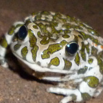 View IggyDarr's Profile