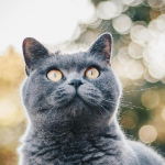 Queenkitty_cat member profile picture