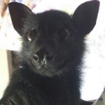 megabat member profile picture