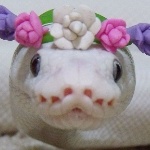 Ambassador_Wolfy member profile picture