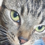 Gingning member profile picture