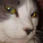 kittysmugglers member profile picture
