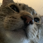 MangoB