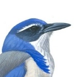 anomalous_scrubjay member profile picture