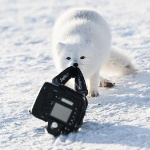 snowfoxfan member profile picture