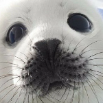 sealdude