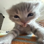 DogGoesWoof_CatGoesMeow