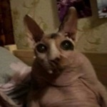 Saidok member profile picture