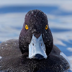 DarkSideOfTheDuck member profile picture