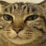 cosmoshj member profile picture