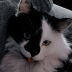 Zoches member profile picture