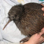 kiwienjoyer member profile picture