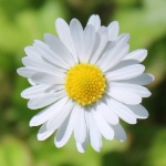 DaisyBluemchen member profile picture